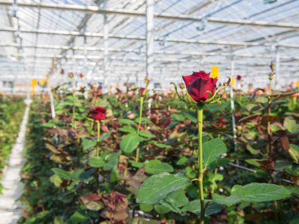 Лучшие сорта роз для промышленной теплицы