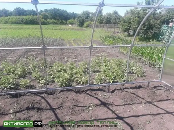 Теплица Ударница Урожайная Теплица Ударница Урожайная